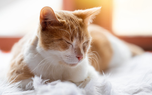 Sleeping cat on fluffy white free wallpaper for desktop - medium preview image