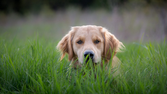 Dog sad eyes grass outdoors free wallpaper for desktop - medium preview image