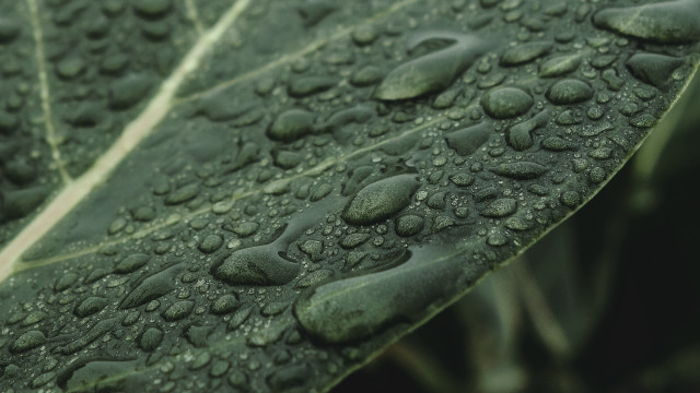 Water drops leaf macro photorealism free wallpaper for desktop - medium preview image