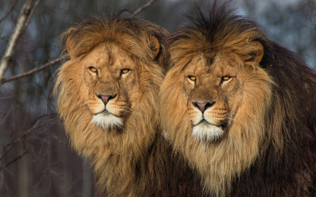 Lions forest mane wildlife photography free wallpaper for desktop - medium preview image