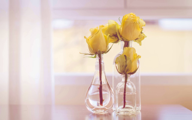 Yellow roses vases table window free wallpaper for desktop - medium preview image