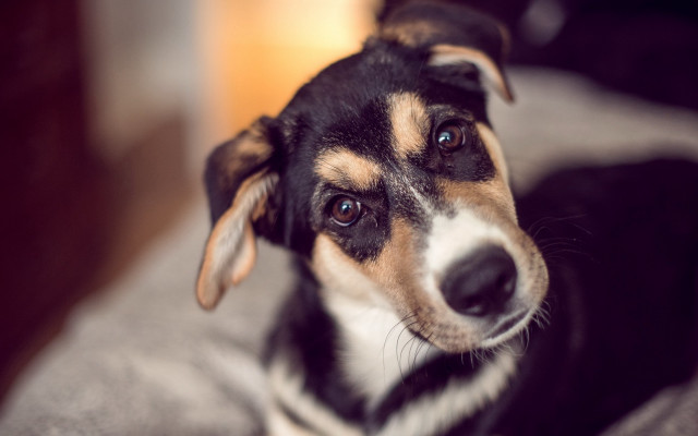 Dog sitting bed sad look free wallpaper for desktop - medium preview image