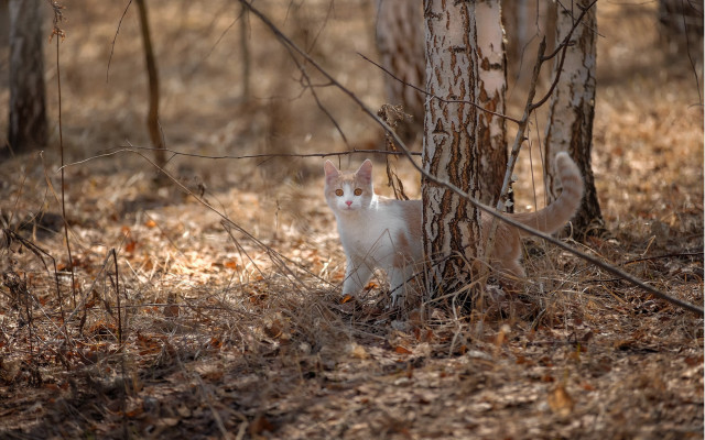 Cat tree forest leaves animals free wallpaper for desktop - medium preview image