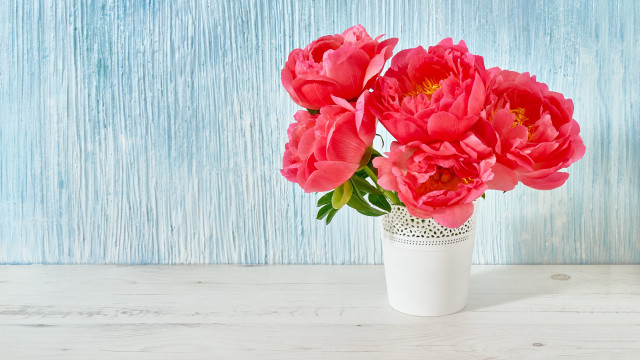 Vase pink flowers table blue free wallpaper for desktop - medium preview image