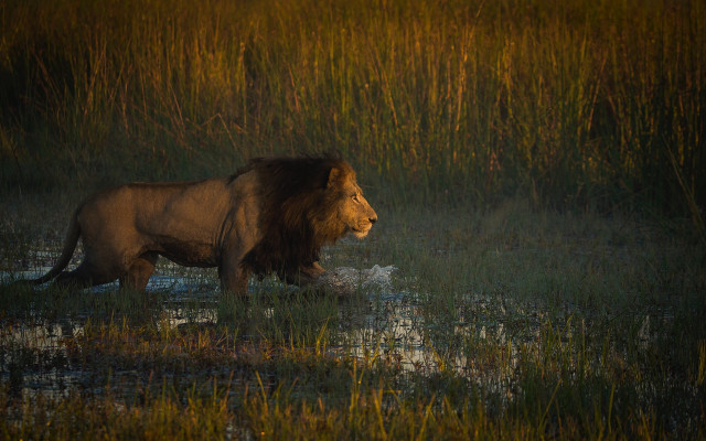 Lion walking tall grass water free wallpaper for desktop - medium preview image