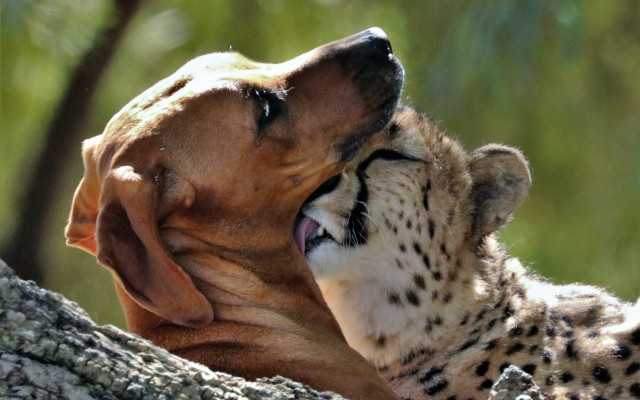 Dog cat playing sun tree free wallpaper for desktop - medium preview image