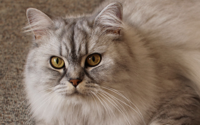 Sad cat yellow eyes photorealistic free wallpaper for desktop - medium preview image