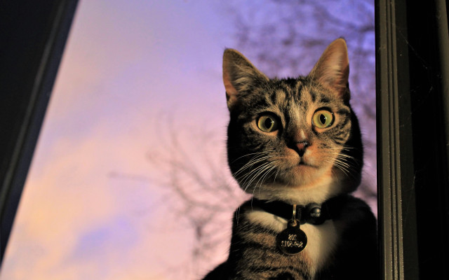Cat window purple sky blurry free wallpaper for desktop - medium preview image