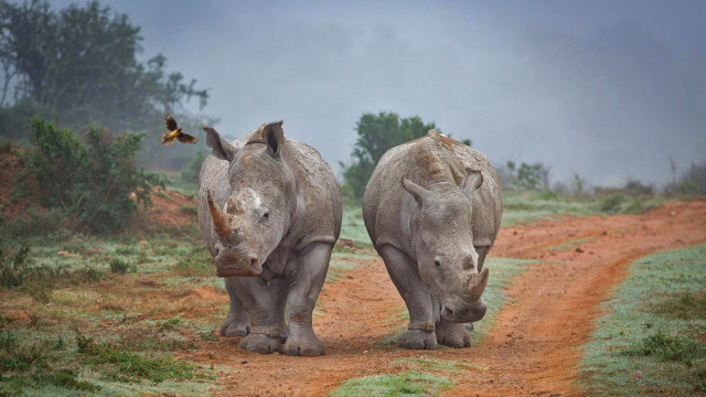 Two rhinos wildlife butterfly dirt free wallpaper for desktop - medium preview image