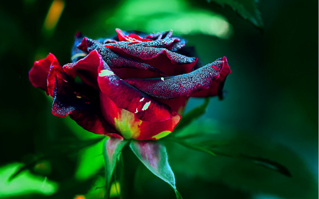 Red rose dew glow gothic free wallpaper for desktop - medium preview image