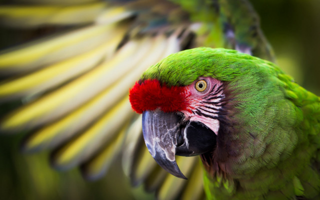 Green parrot red head wings free wallpaper for desktop - medium preview image