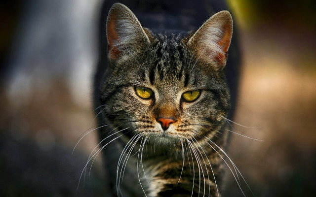 Black cat yellow eyes grass free wallpaper for desktop - medium preview image