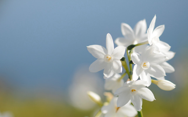 White flowers blue sky macro #2 free wallpaper for desktop - medium preview image
