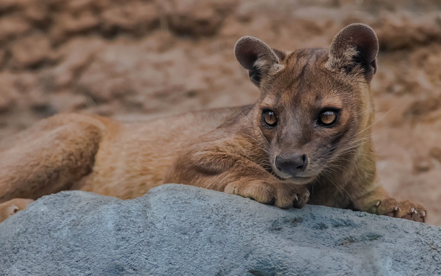 Small animal sitting rock sad free wallpaper for desktop - medium preview image