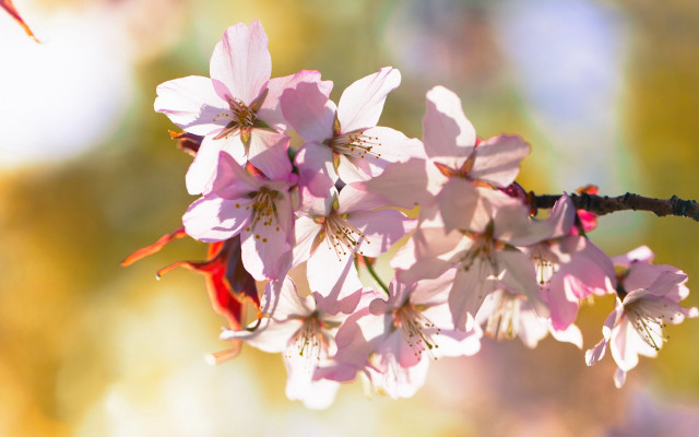 Tree branch pink flowers humming free wallpaper for desktop - medium preview image