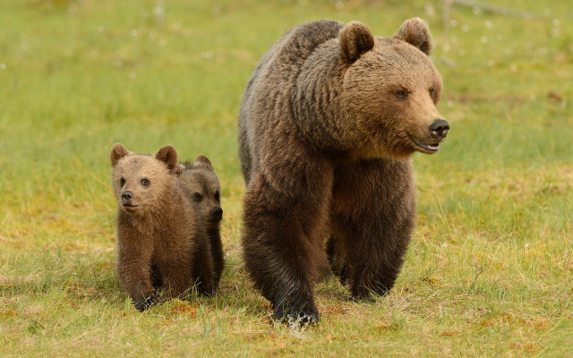 Mother bear cubs field forest free wallpaper for desktop - medium preview image