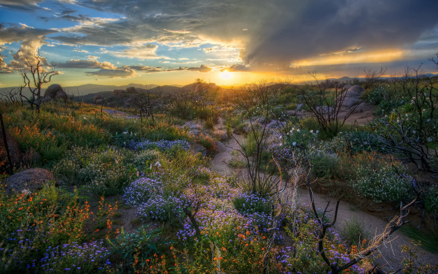 Sunset wildflowers rocks clouds horizon free wallpaper for desktop - medium preview image