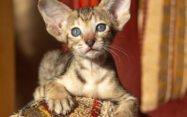 Small kitten blue eyes pillow free wallpaper for desktop - medium preview image