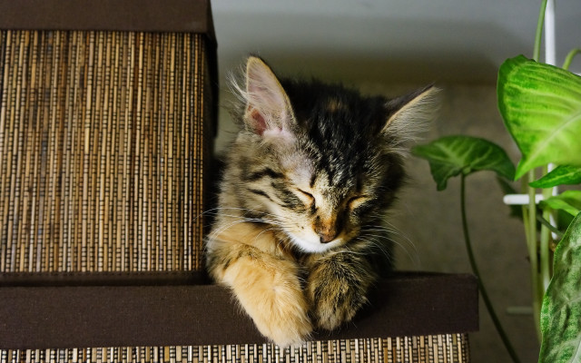 Cat couch plant fence tilt free wallpaper for desktop - medium preview image