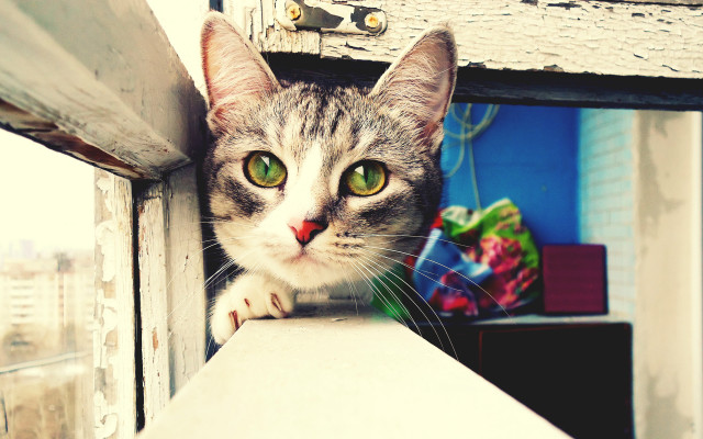 Cat green eyes window nose free wallpaper for desktop - medium preview image