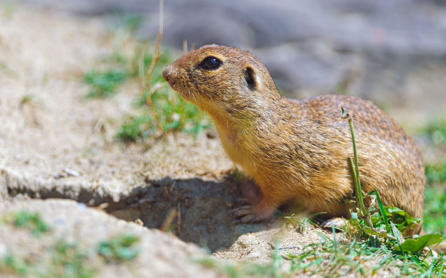 Small rodent rock grass rockwall free wallpaper for desktop - medium preview image