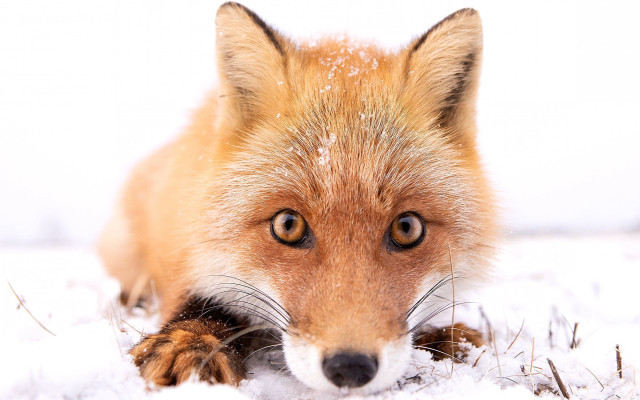 Red fox snow sad eyes free wallpaper for desktop - medium preview image