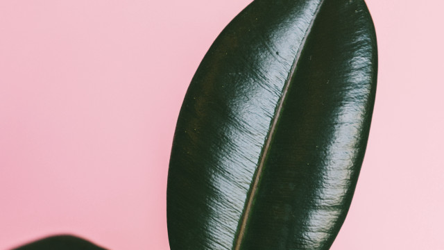 Green leaf pink background naturalism free wallpaper for desktop - medium preview image