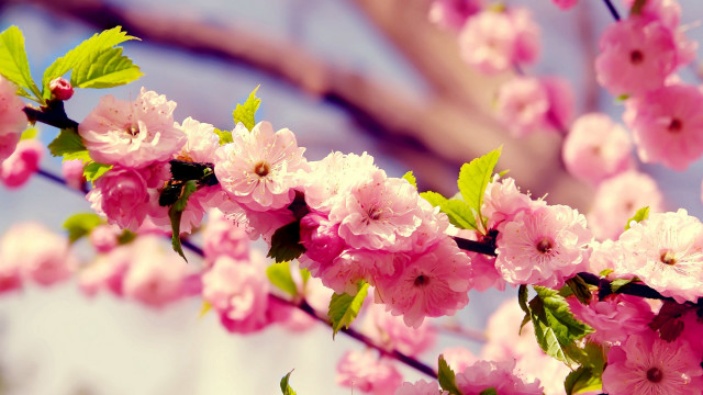Pink flowers branch blurry background #5 free wallpaper for desktop - medium preview image