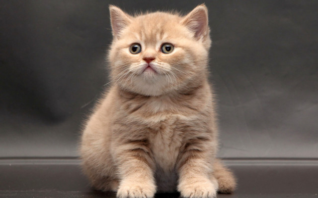 Small kitten sad look camera free wallpaper for desktop - medium preview image