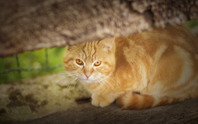 Sad cat on tree trunk free wallpaper for desktop - medium preview image