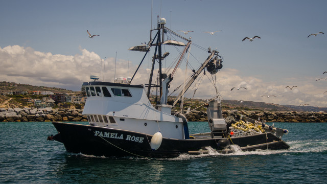 Boat birds shore houses hill free wallpaper for desktop - medium preview image