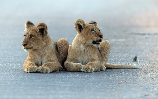 Two lions sitting outdoors snow free wallpaper for desktop - medium preview image