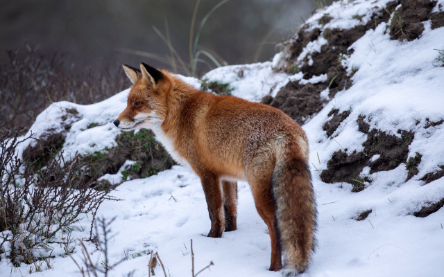 Fox snowy hill bush rock free wallpaper for desktop - medium preview image