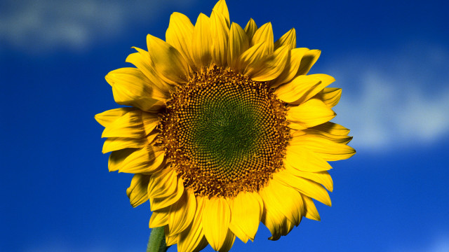 Large sunflower blue sky clouds free wallpaper for desktop - medium preview image