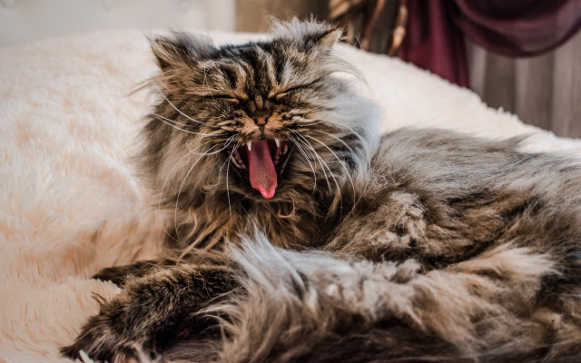 Cat yawning bed renaissance photorealistic free wallpaper for desktop - medium preview image