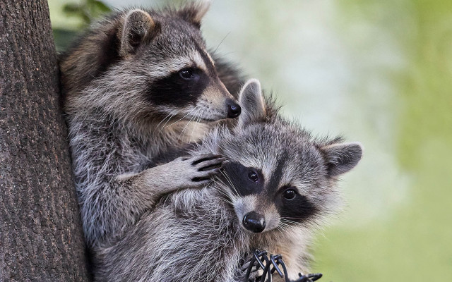 Raccoons hugging tree branch forest free wallpaper for desktop - medium preview image