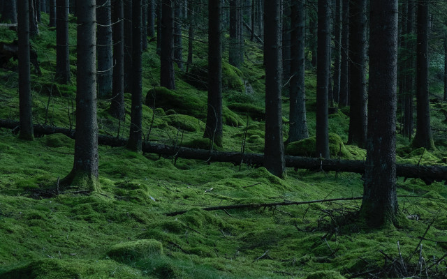 Forest moss green jungle nature free wallpaper for desktop - medium preview image