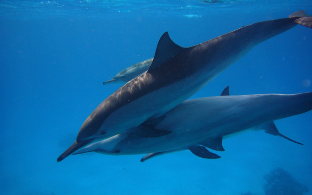 Dolphins ocean underwater sunlight swimming free wallpaper for desktop - medium preview image