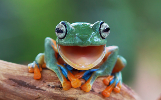 Frog smiling tongue macro award free wallpaper for desktop - medium preview image
