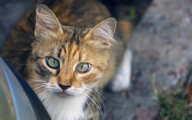 Cat green eyes car window free wallpaper for desktop - medium preview image