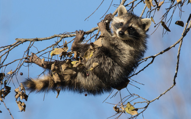 Raccoon climbing tree branch leaves free wallpaper for desktop - medium preview image