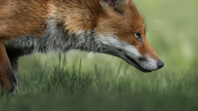 Fox closeup grass field nature free wallpaper for desktop - medium preview image