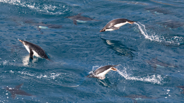 Dolphins fish shark ocean bubbles free wallpaper for desktop - medium preview image