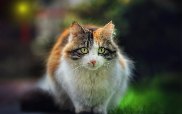 Cat green eyes outdoor impressionism free wallpaper for desktop - medium preview image