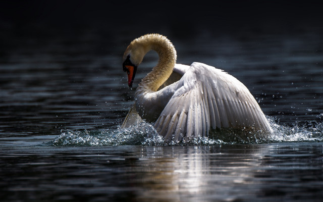 Swan wings spreading night water free wallpaper for desktop - medium preview image