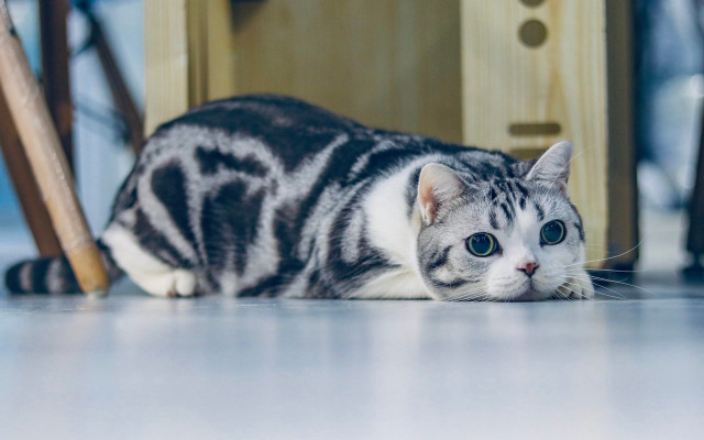 Cat floor chair door clock free wallpaper for desktop - medium preview image