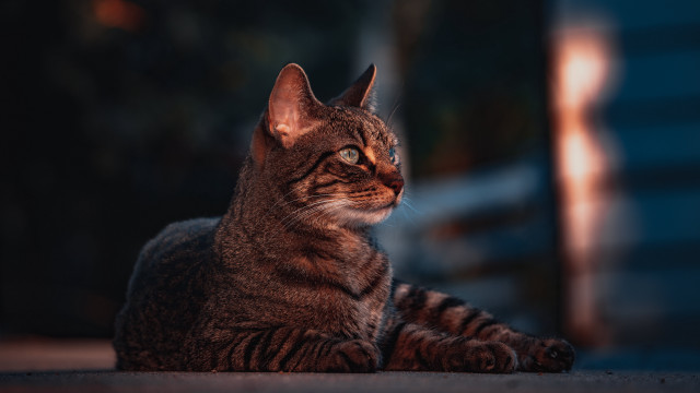 Cat distant view blurry background #2 free wallpaper for desktop - medium preview image