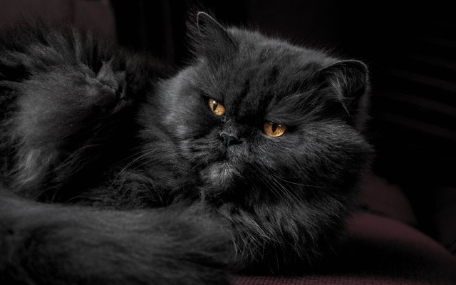 Black cat yellow eyes portrait free wallpaper for desktop - medium preview image