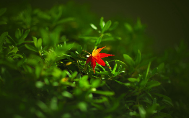 Red flower green leaves bokeh #5 free wallpaper for desktop - medium preview image