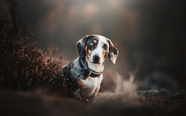 Dog collar grass blueeyes blurry free wallpaper for desktop - medium preview image